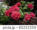 紫陽花 65252359