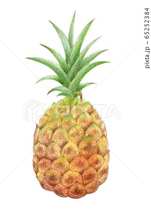 パイナップル トロピカル 手描きのイラスト素材