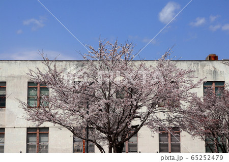ロマンチック茨城(筑波海軍航空隊司令部に桜が咲く当日戦地へ向う若者も同じような景色を見ていただろう） 65252479