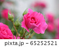 薔薇 65252521