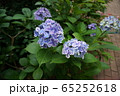 紫陽花 65252618