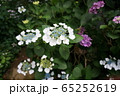 紫陽花 65252619
