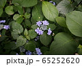 紫陽花 65252620