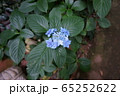紫陽花 65252622