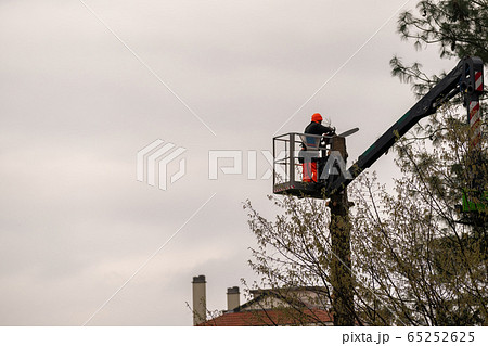 Worker pruning tree tops using a saw 65252625