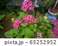 紫陽花 65252952