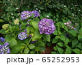 紫陽花 65252953