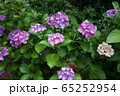 紫陽花 65252954