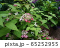 紫陽花 65252955