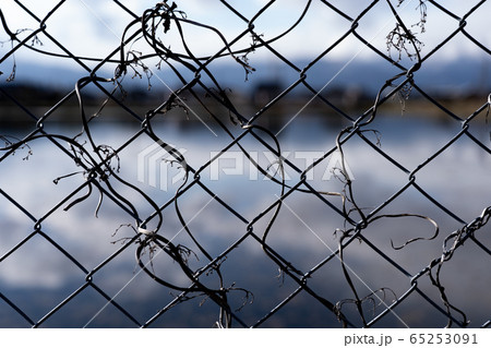 フェンス越しの世界 65253091