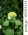 紫陽花 65253174