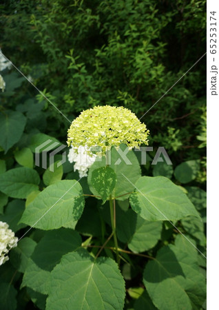 紫陽花 65253174