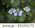 紫陽花 65253175