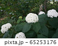 紫陽花 65253176
