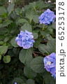 紫陽花 65253178
