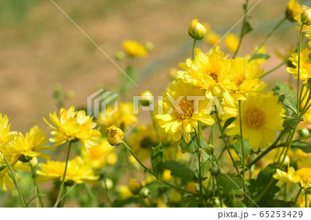 Chrysanthemum morifolium Ramat is a perennial herb 65253429