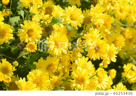Chrysanthemum morifolium Ramat is a perennial herb 65253430