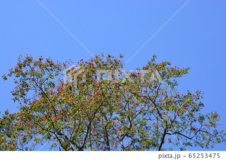 Blossom of the Red Silk Cotton Tree or Bombax Blossom of the Red Silk Cotton Tree or Bombax 65253475