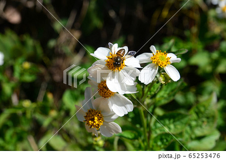 Blackjack, Spanish needle or Bidens pilosa L. 65253476