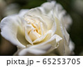 咲き誇るバラたち 65253705