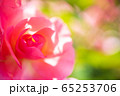 咲き誇るバラたち 65253706