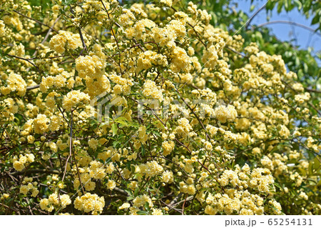 モッコウバラ(木香薔薇) モッコウバラ(木香薔薇) 65254131