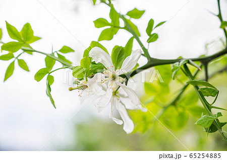 カラタチの花 65254885