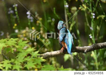 カワセミ4982- 65254956