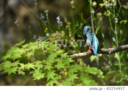 カワセミ4983 65254957