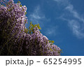 藤の花が盛りを迎えました！ 65254995