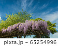 藤の花が盛りを迎えました！ 65254996