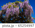 藤の花が盛りを迎えました！ 65254997