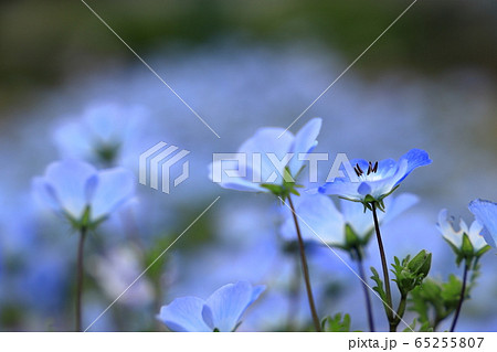 ネモフィラ 65255807