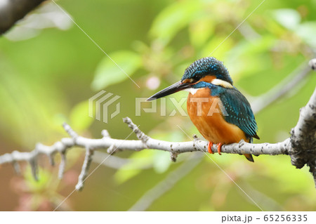 カワセミ4001- 65256335