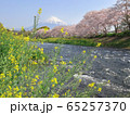 潤井川龍巌淵の桜と菜の花と富士山 65257370