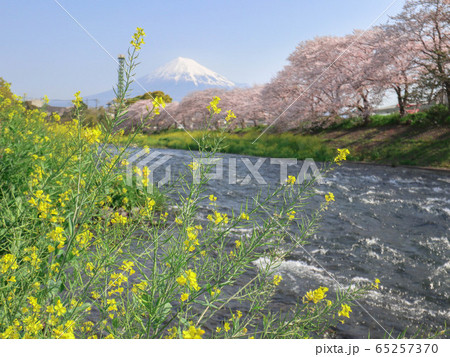 潤井川龍巌淵の桜と菜の花と富士山 65257370
