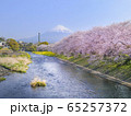 潤井川龍巌淵の桜と富士山 65257372