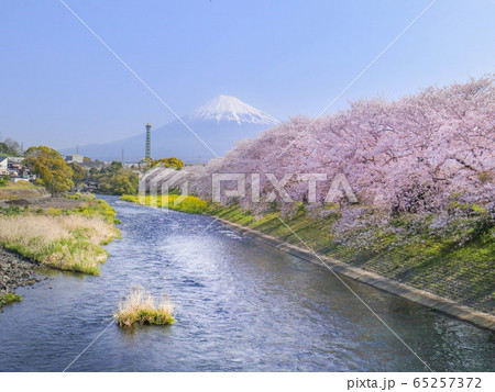 潤井川龍巌淵の桜と富士山 65257372