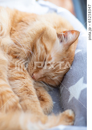 ぐっすり眠る 65258347