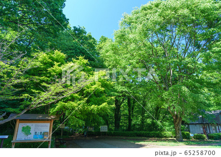 東京都　木道が整備された小宮公園　新緑の大谷弁財天 65258700