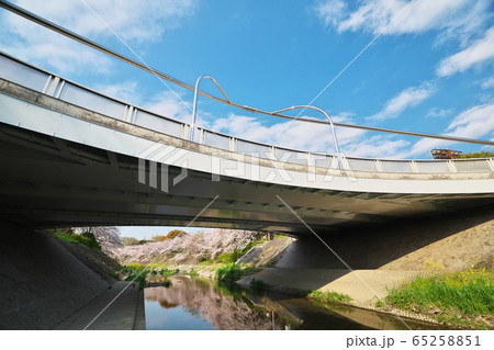 桜満開の山崎川　新瑞橋 65258851