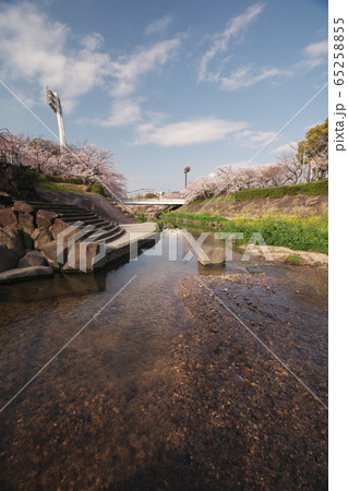 Yamazaki River in full bloom of cherry Stock Photo 65258855