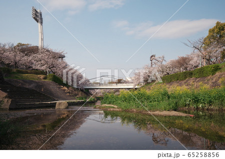 桜満開の山崎川　新瑞橋 65258856