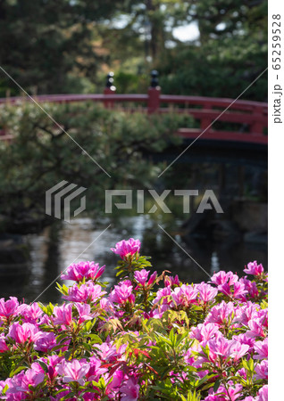 芦城公園（石川県小松市）5月上旬撮影 65259528