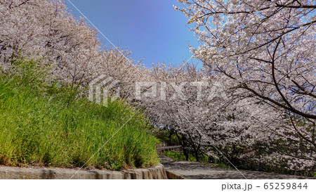 桜　春　晴れ　ドローン　季節　広島　九州　西都原　宮崎　佐木島　旅　広告　素材　SNS 65259844