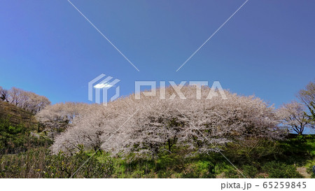 桜 春 晴れ ドローン 季節 広島 九州 西都原 宮崎 佐木島 旅 広告 素材 SNS 桜 春 晴れ ドローン 季節 広島 九州 西都原 宮崎 佐木島 旅 広告 素材 SNS 65259845