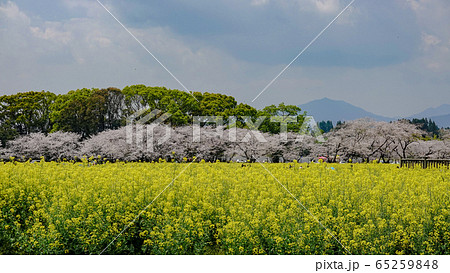 桜 春 晴れ ドローン 季節 広島 九州 西都原 宮崎 佐木島 旅 広告 素材 SNS 桜 春 晴れ ドローン 季節 広島 九州 西都原 宮崎 佐木島 旅 広告 素材 SNS 65259848