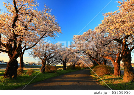 展勝地　夕焼けの桜並木 65259950