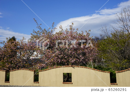 八重桜の咲く家 65260291