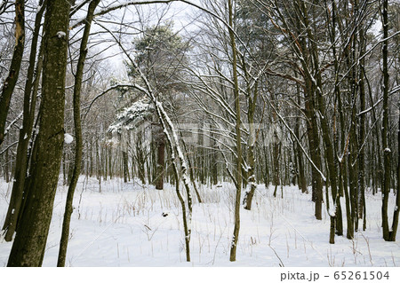 white fresh snow in forest white fresh snow in forest 65261504